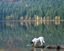 Dog Drinking Water From Lake wallpaper 220x176