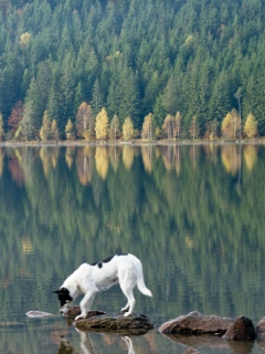 Das Dog Drinking Water From Lake Wallpaper 240x320
