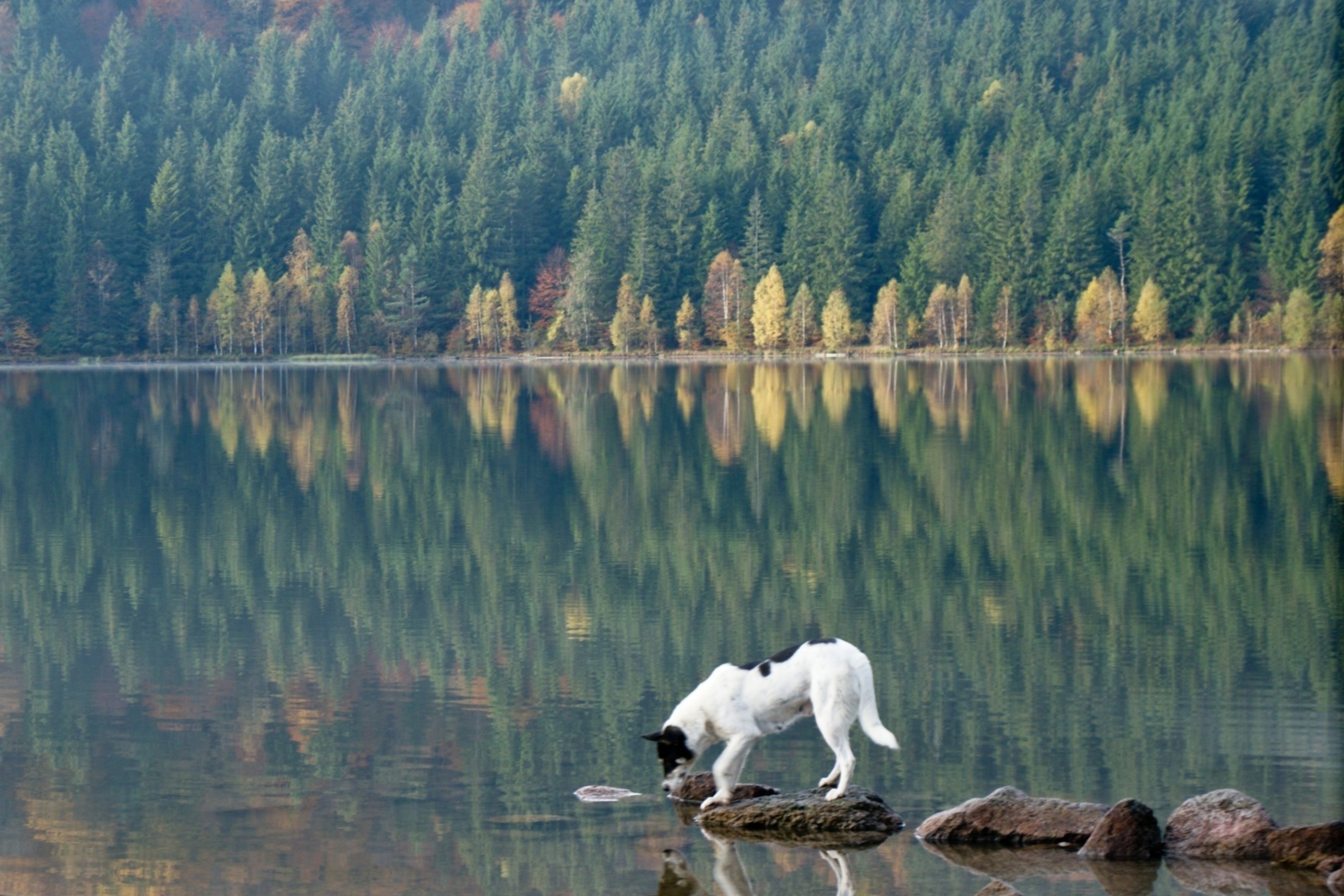 Das Dog Drinking Water From Lake Wallpaper 2880x1920