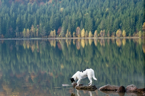 Обои Dog Drinking Water From Lake 480x320