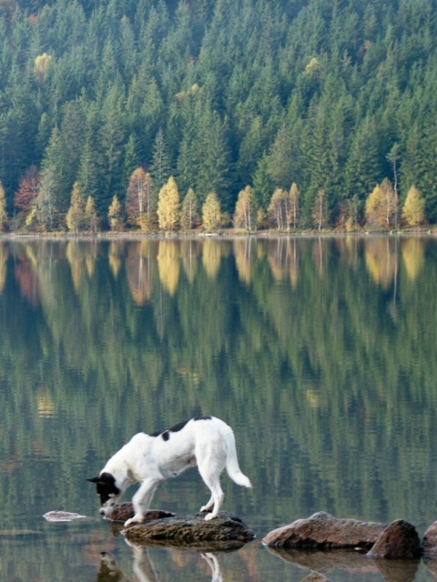 Dog Drinking Water From Lake wallpaper 480x640
