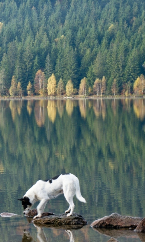 Das Dog Drinking Water From Lake Wallpaper 480x800