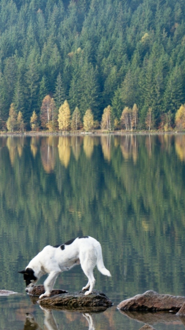 Sfondi Dog Drinking Water From Lake 640x1136