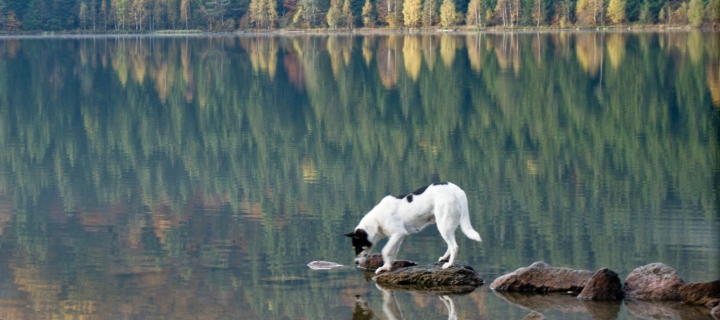 Fondo de pantalla Dog Drinking Water From Lake 720x320