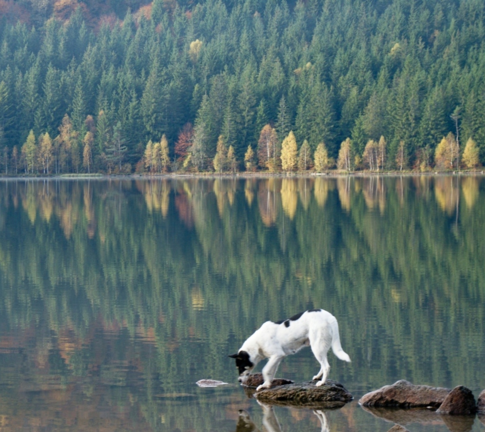 Dog Drinking Water From Lake wallpaper 960x854