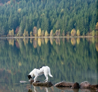 Kostenloses Dog Drinking Water From Lake Wallpaper für iPad mini