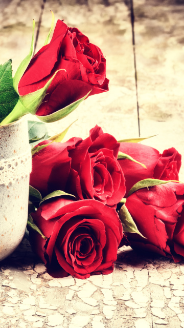 Обои Valentines Day Roses 360x640