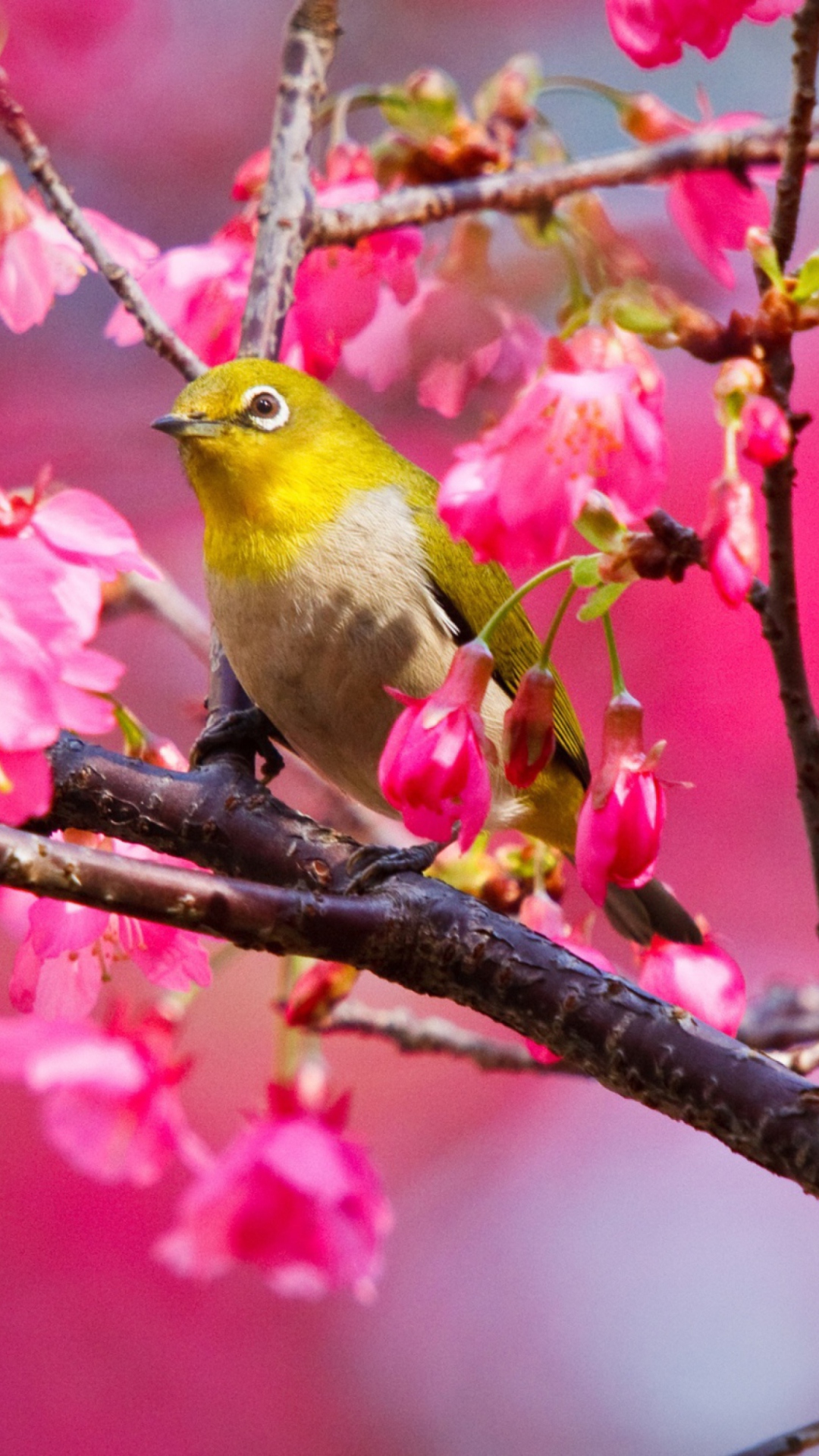 Mountain Cherry Bird wallpaper 1080x1920