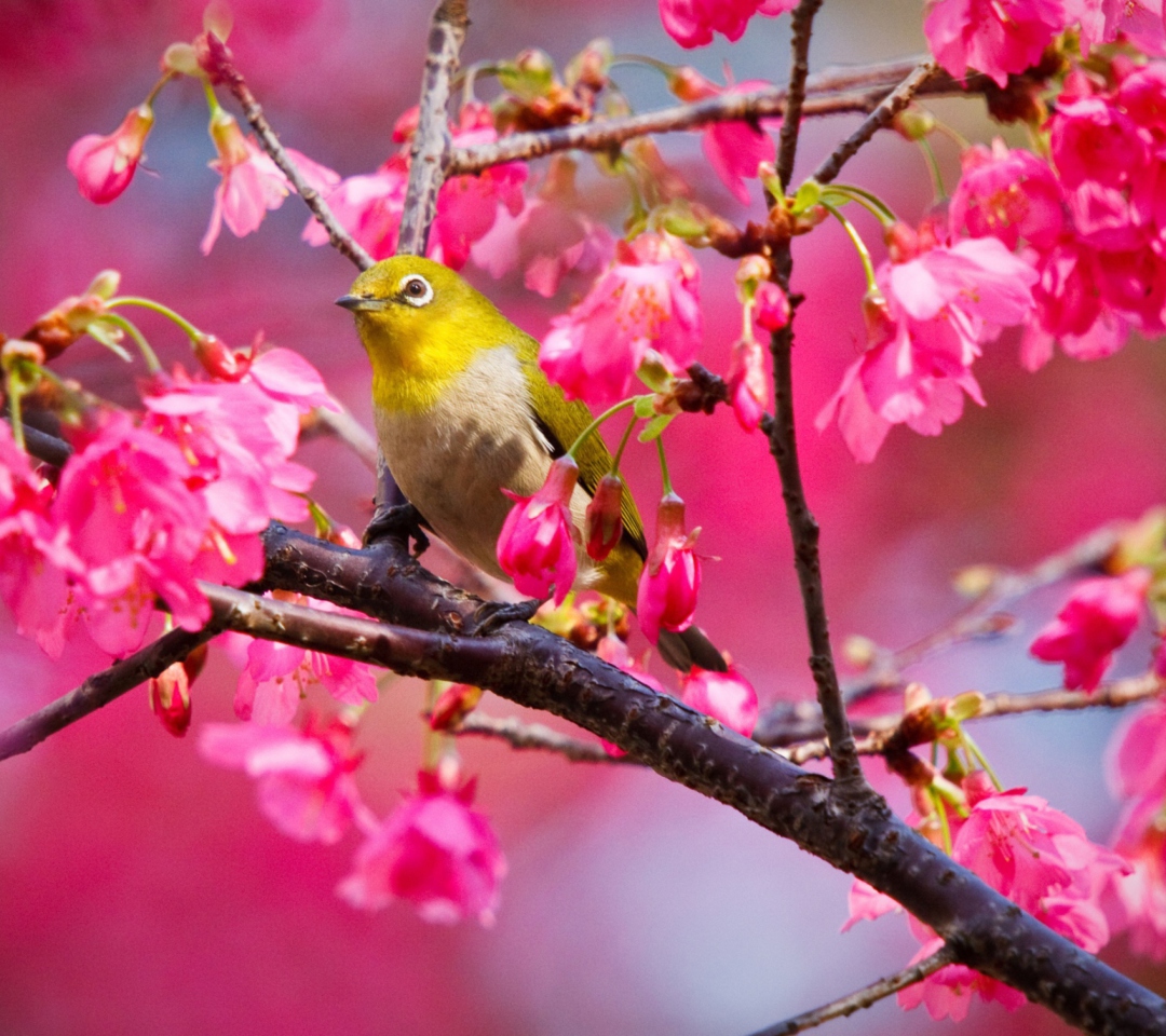 Das Mountain Cherry Bird Wallpaper 1080x960