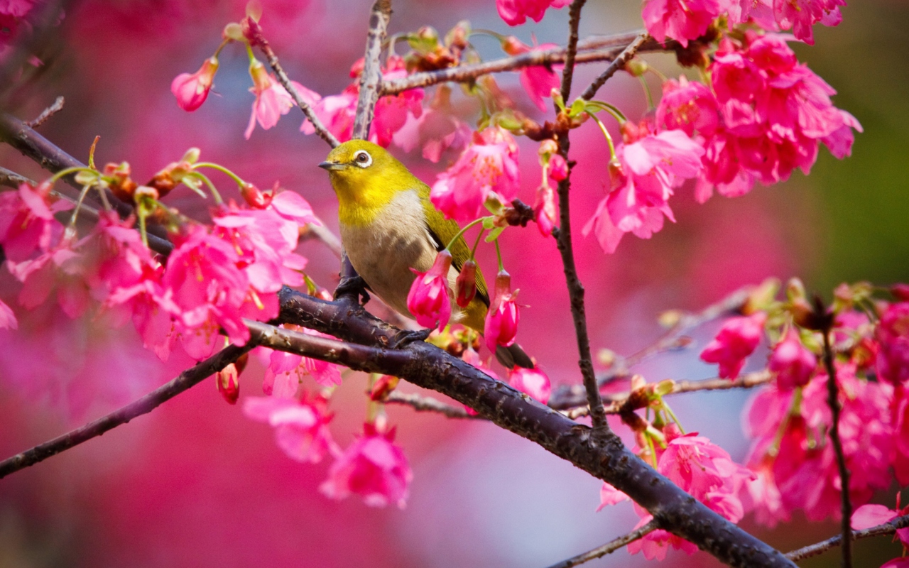 Sfondi Mountain Cherry Bird 1280x800