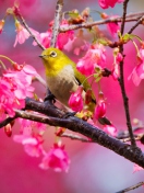 Mountain Cherry Bird wallpaper 132x176