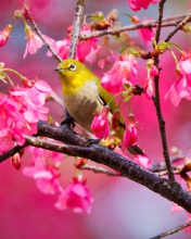 Mountain Cherry Bird wallpaper 176x220