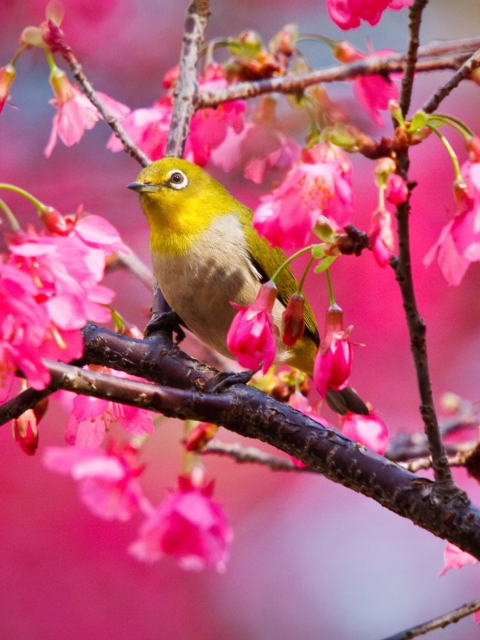 Mountain Cherry Bird wallpaper 480x640