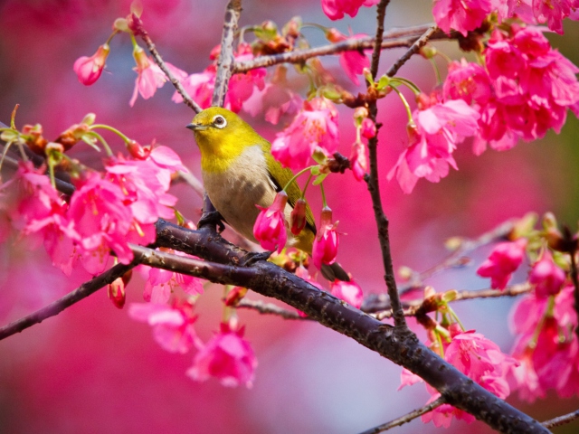 Das Mountain Cherry Bird Wallpaper 640x480