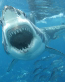 White Shark screenshot #1 128x160