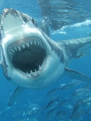 Fondo de pantalla White Shark 132x176