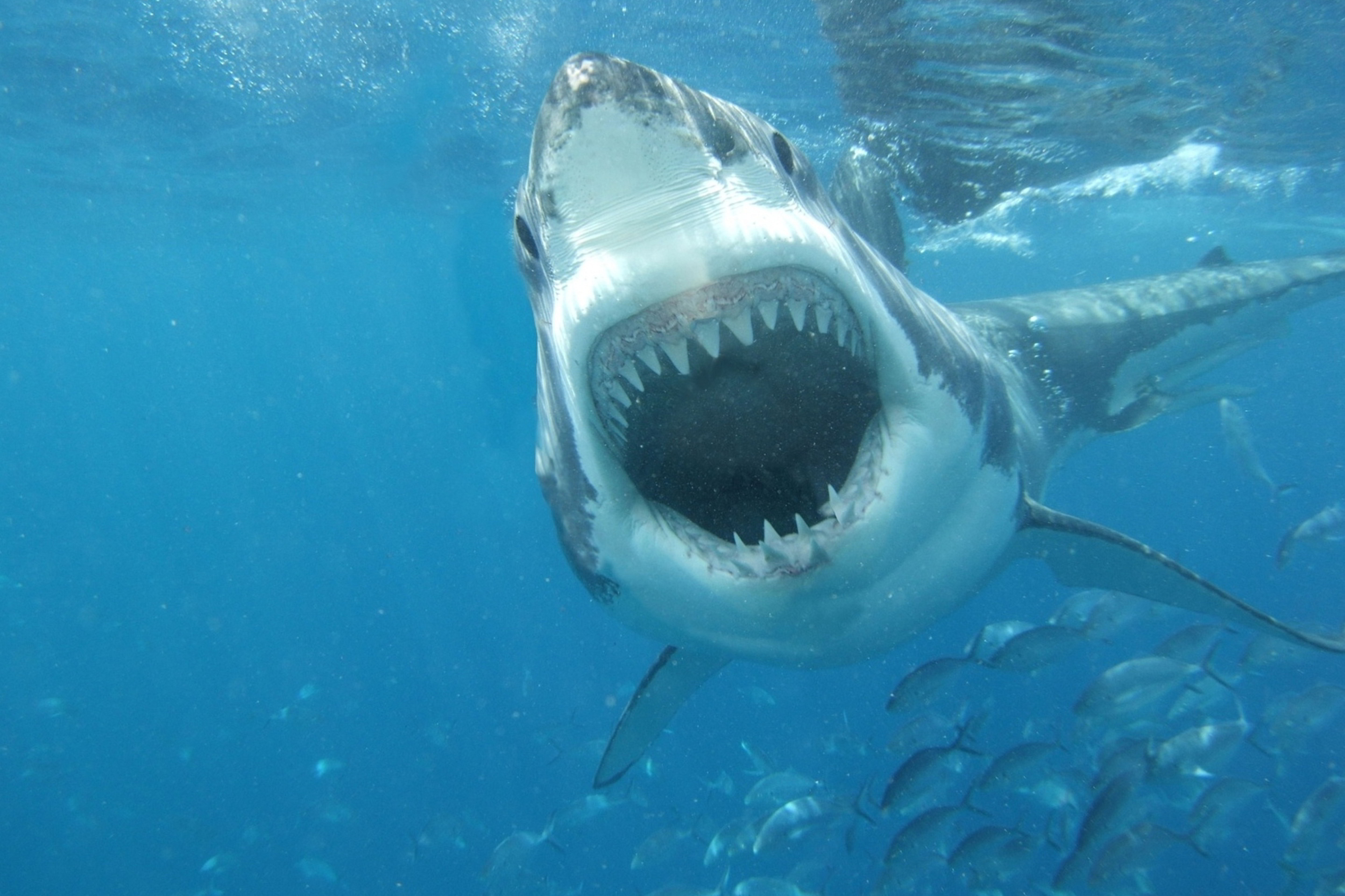 Scary shark. Кархародон МЕГАЛОДОН. Акула под водой. Дайвинг с акулами.