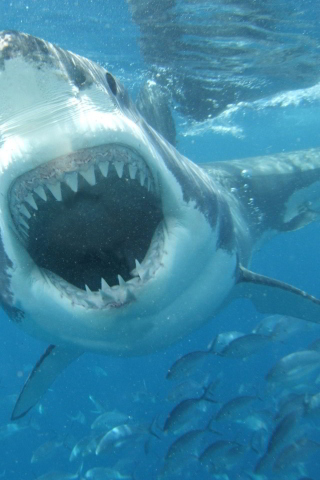 White Shark screenshot #1 320x480