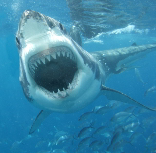 White Shark sfondi gratuiti per iPad mini