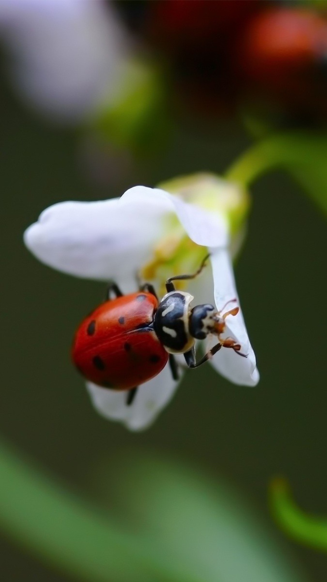 Ladybug On Flower wallpaper 1080x1920