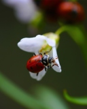 Sfondi Ladybug On Flower 128x160