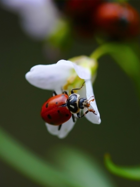 Ladybug On Flower wallpaper 480x640