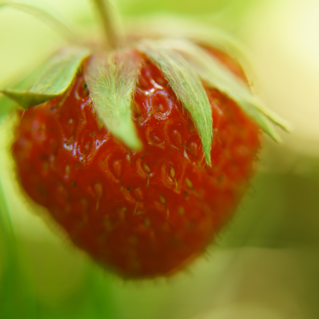 Strawberry Macro screenshot #1 1024x1024