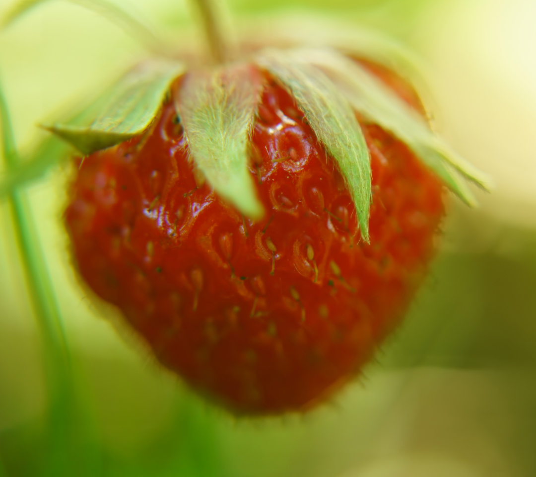 Das Strawberry Macro Wallpaper 1080x960