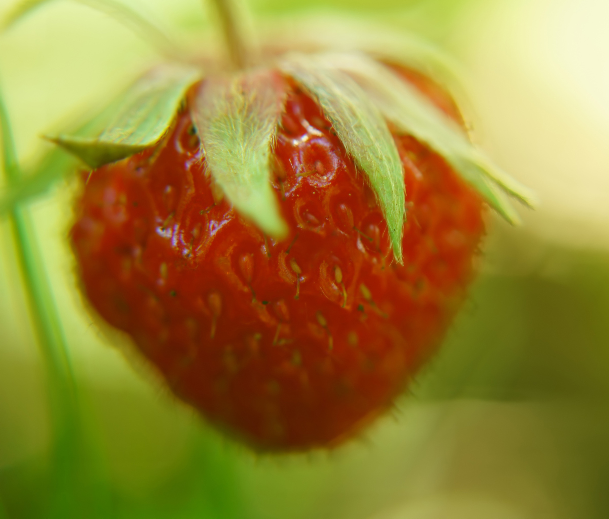 Strawberry Macro screenshot #1 1200x1024