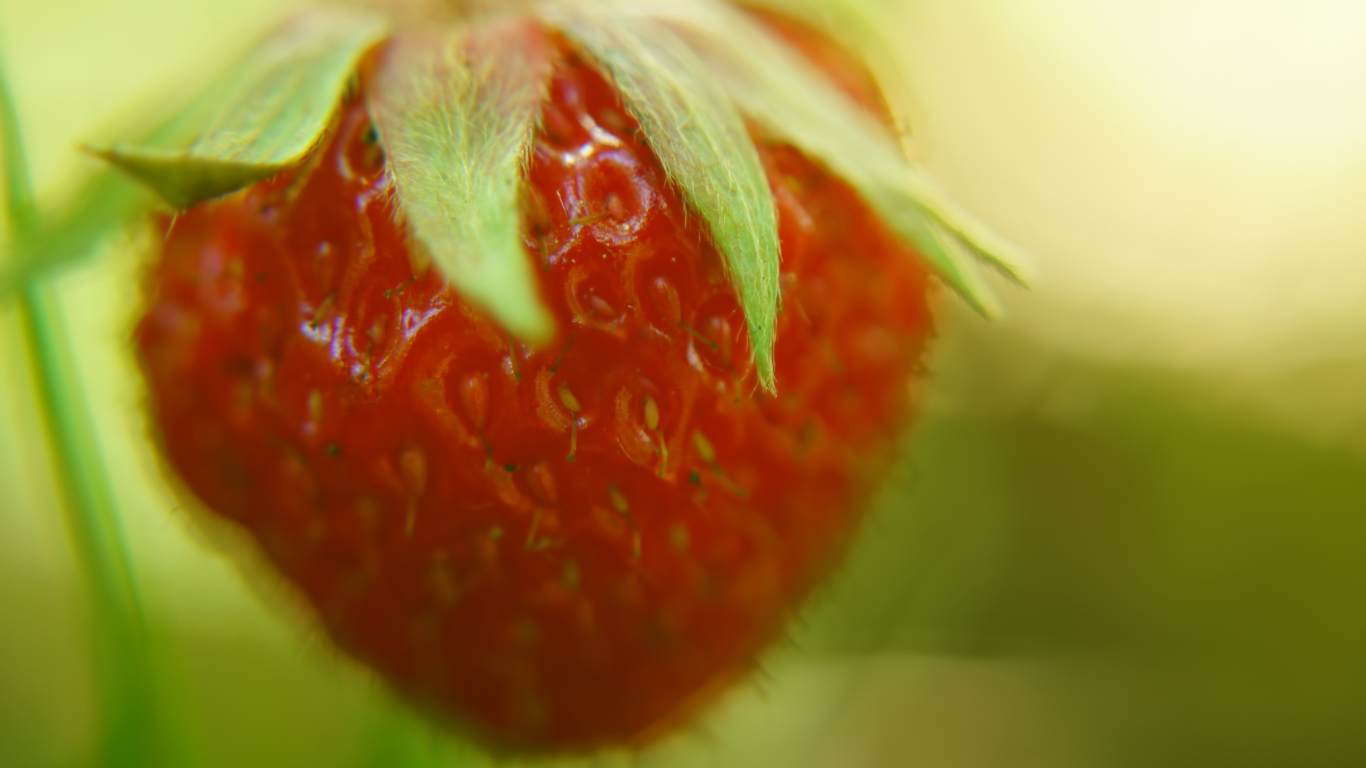 Das Strawberry Macro Wallpaper 1366x768