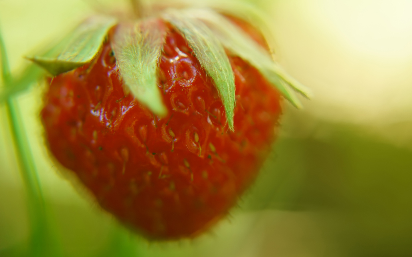 Strawberry Macro wallpaper 1440x900