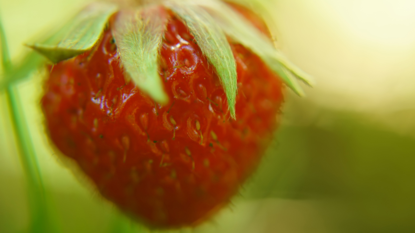 Strawberry Macro screenshot #1 1600x900