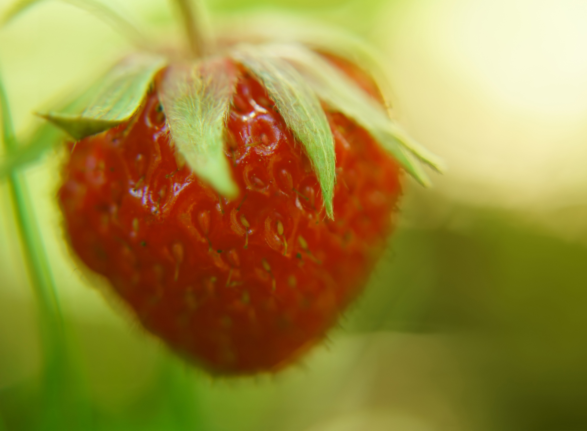 Sfondi Strawberry Macro 1920x1408