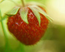 Обои Strawberry Macro 220x176