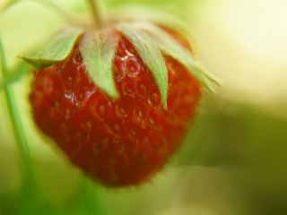 Das Strawberry Macro Wallpaper 320x240