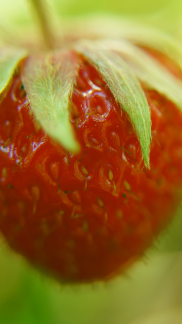 Strawberry Macro screenshot #1 360x640