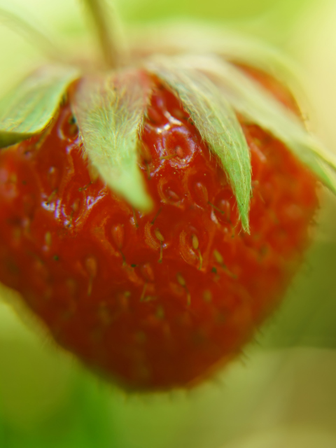 Strawberry Macro wallpaper 480x640