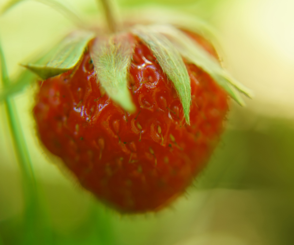 Strawberry Macro screenshot #1 960x800