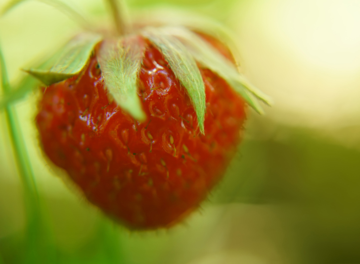 Das Strawberry Macro Wallpaper