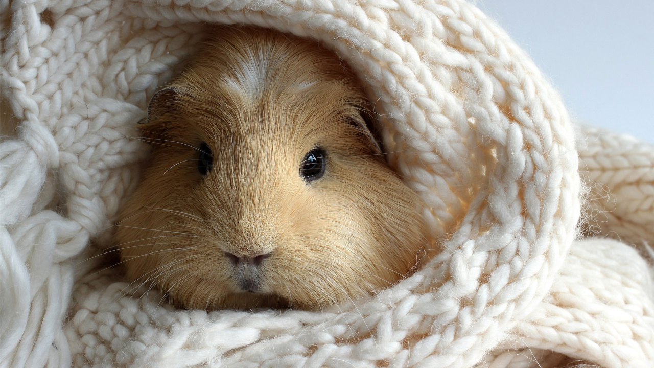 Das Guinea pig Wallpaper 1280x720