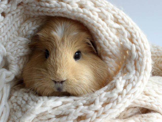 Das Guinea pig Wallpaper 640x480