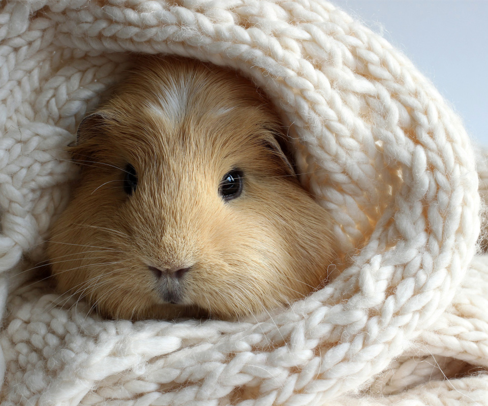 Guinea pig wallpaper 960x800