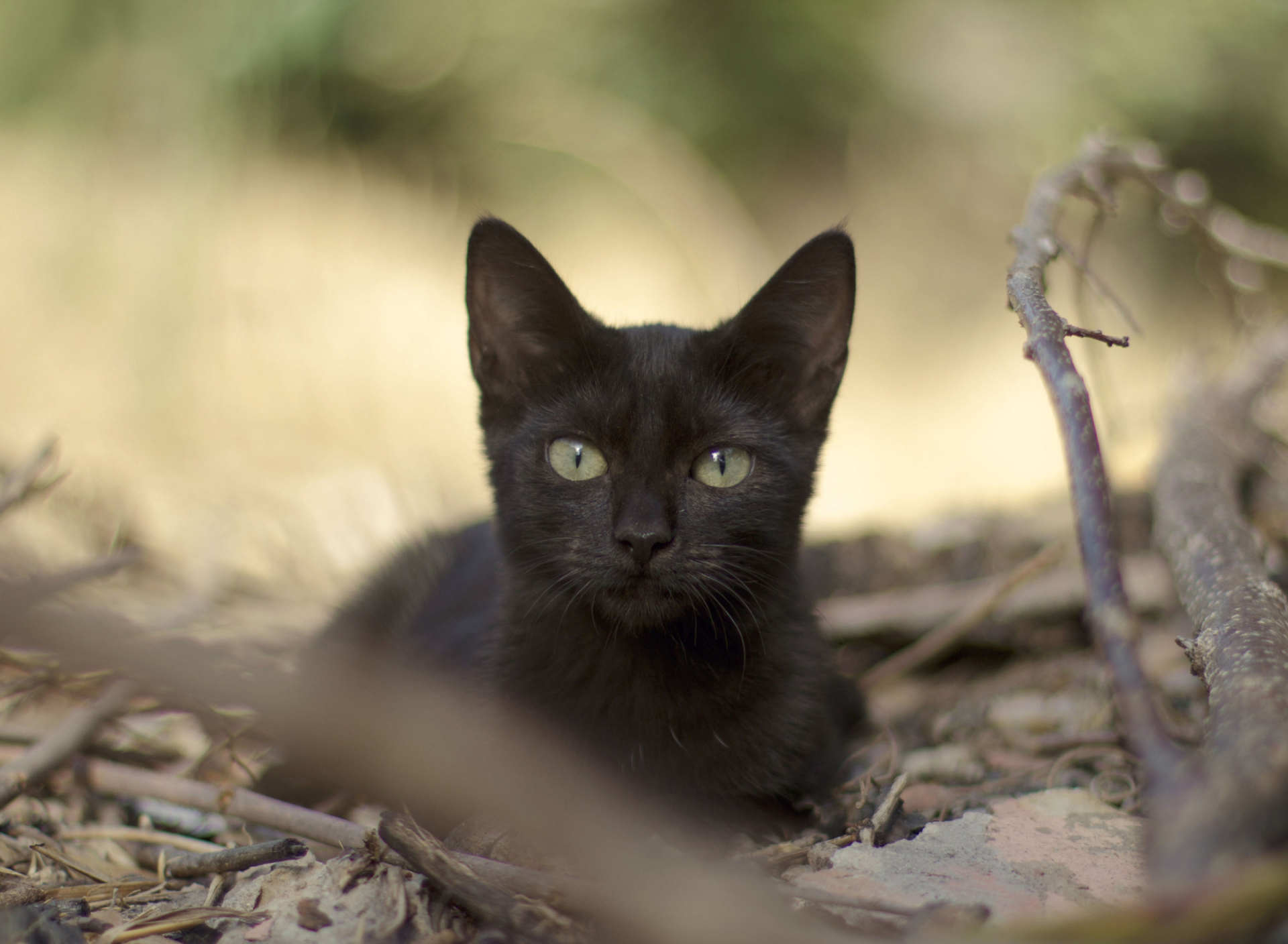 Fondo de pantalla Black Cat 1920x1408