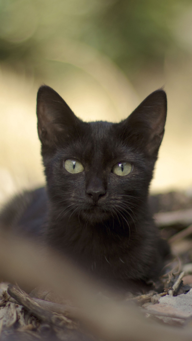 Black Cat screenshot #1 640x1136