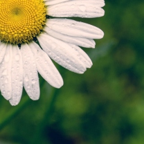 White Daisy wallpaper 208x208