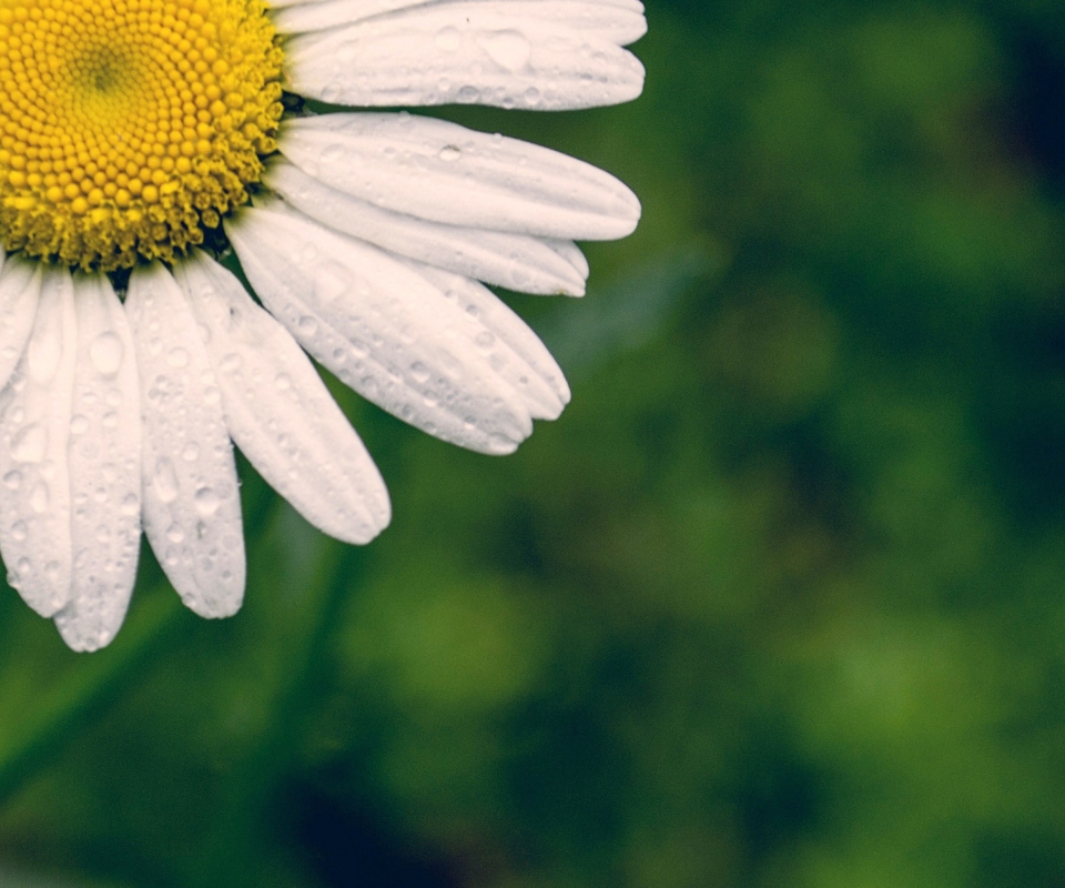 White Daisy wallpaper 960x800