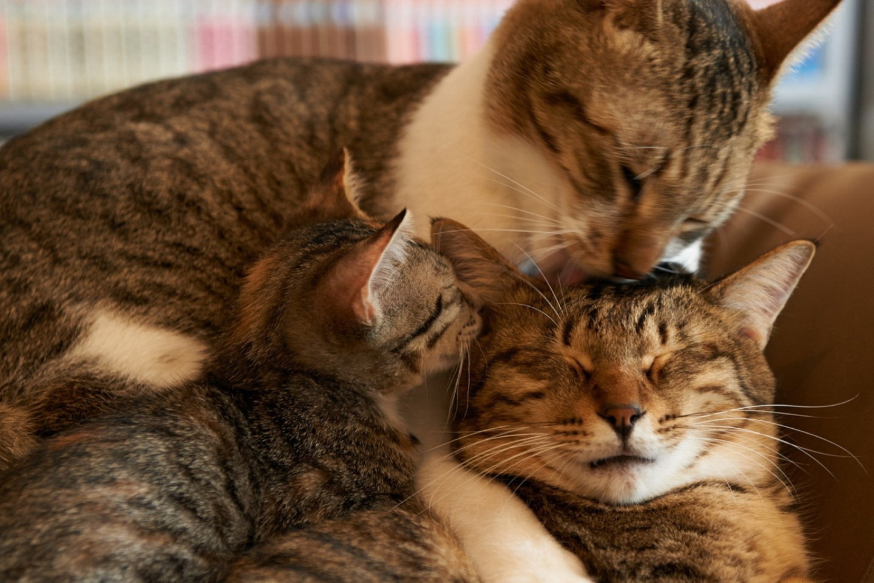 Кошка брата мам. Кошки. Мама кошка. Кот и кошка. Влюбленные кошки.