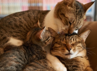 Cat Love - Obrázkek zdarma pro Samsung Galaxy Note 4