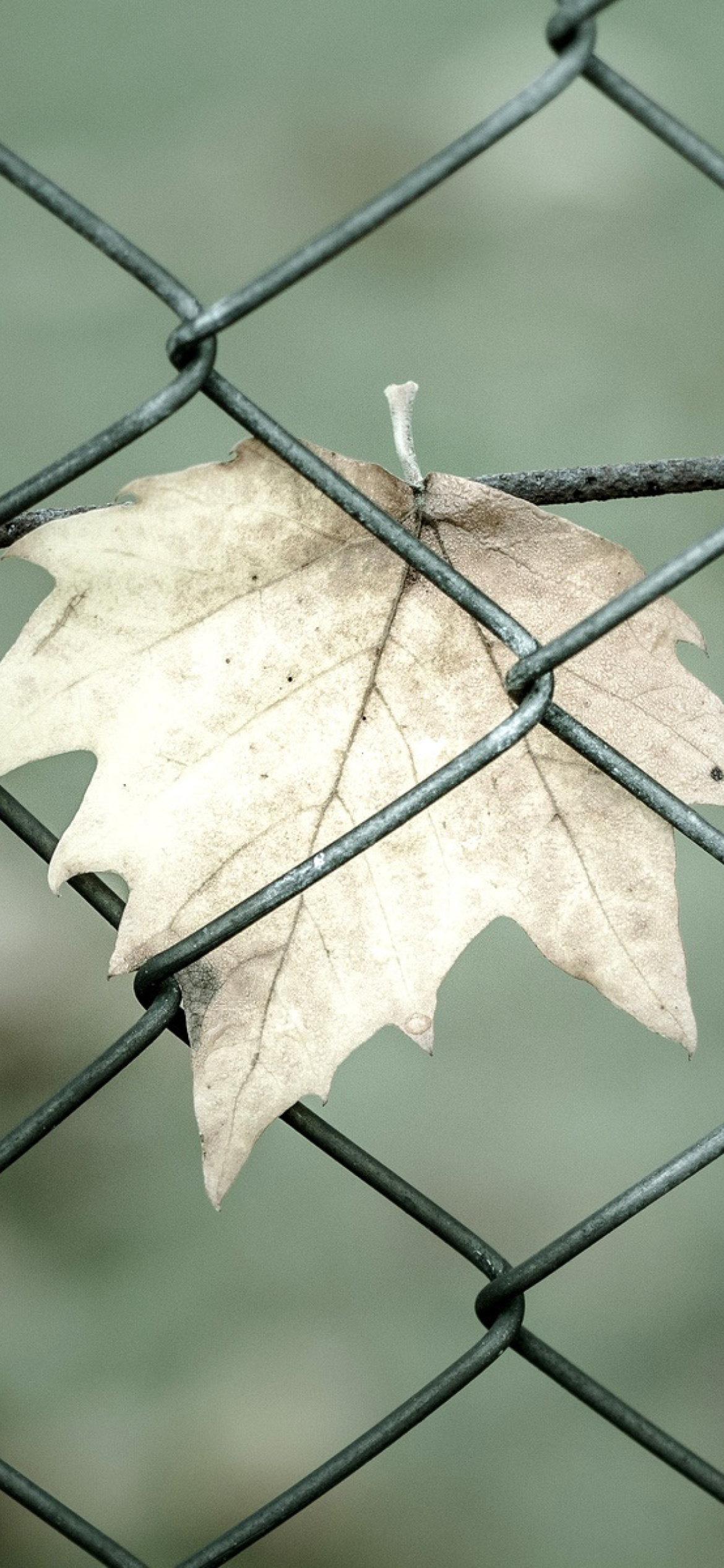 Das Macro leaf photo Wallpaper 1170x2532