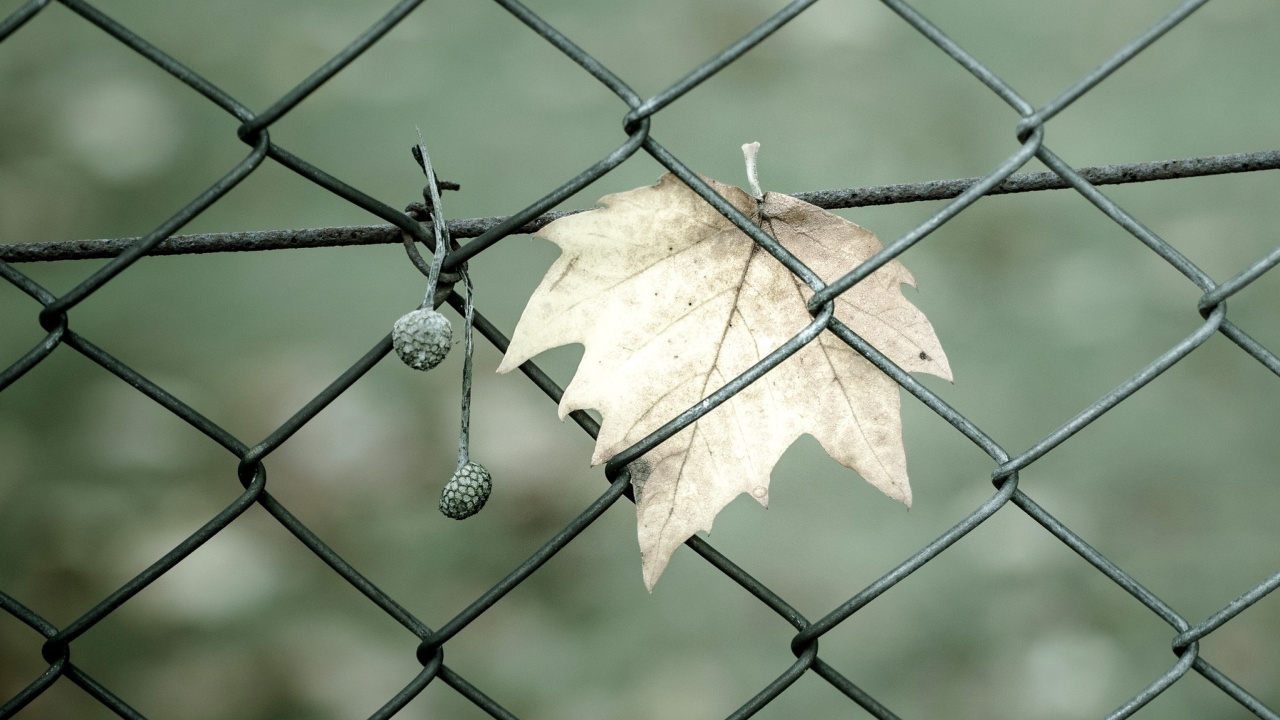 Macro leaf photo wallpaper 1280x720